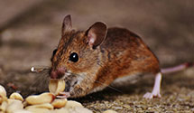 24 Hour & Emergency Exterminators in Lower Paxton, PA